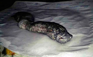Загадка кустанайского  Чужого . Ученые так и не знают, что за гигантского червя поймали в Казахстане (фото)