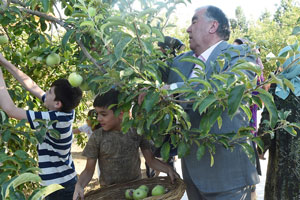 Милота. Рахмон с семейством собирает в саду яблочки (фото)